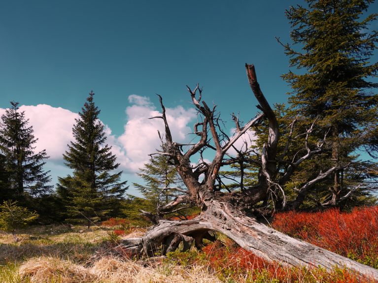 Típico do Harz é o crescimento natural ao lado de árvores mortas