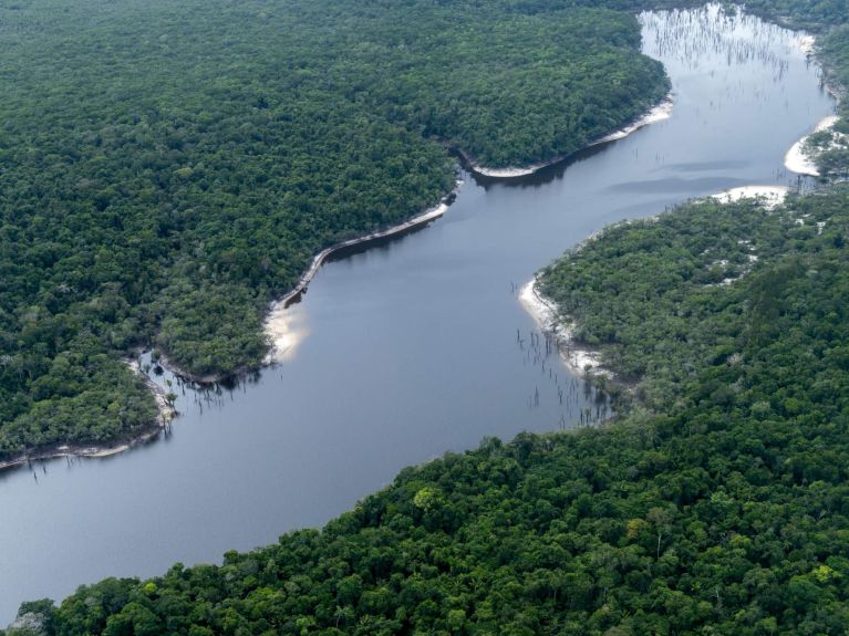 غابة مطيرة في البرازيل 