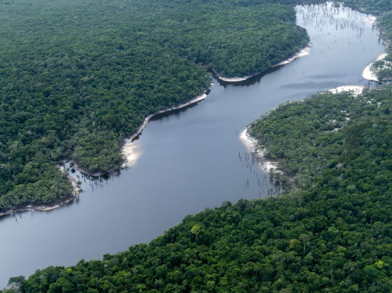 Rainforest in Brazil 