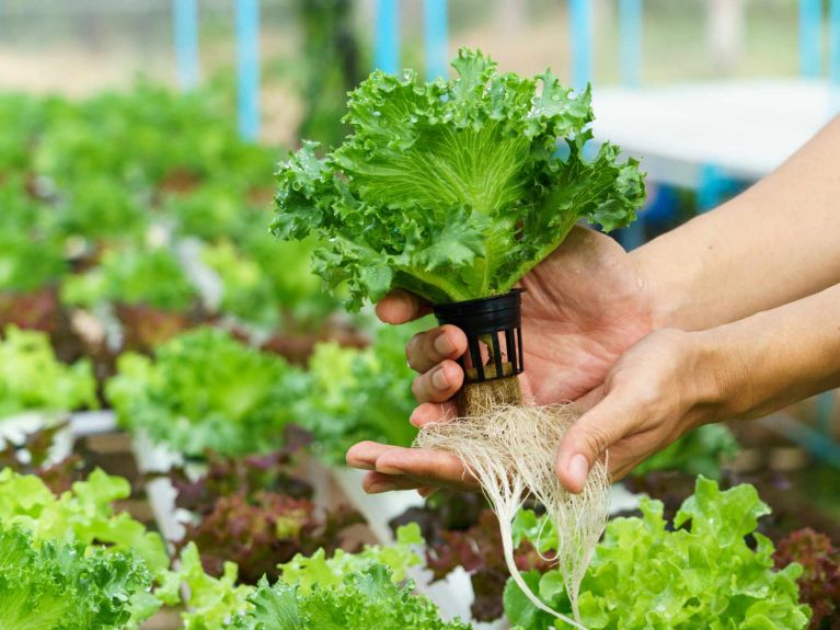 Hydroponics allows farmers to grow fruit and vegetables with minimal water consumption. 