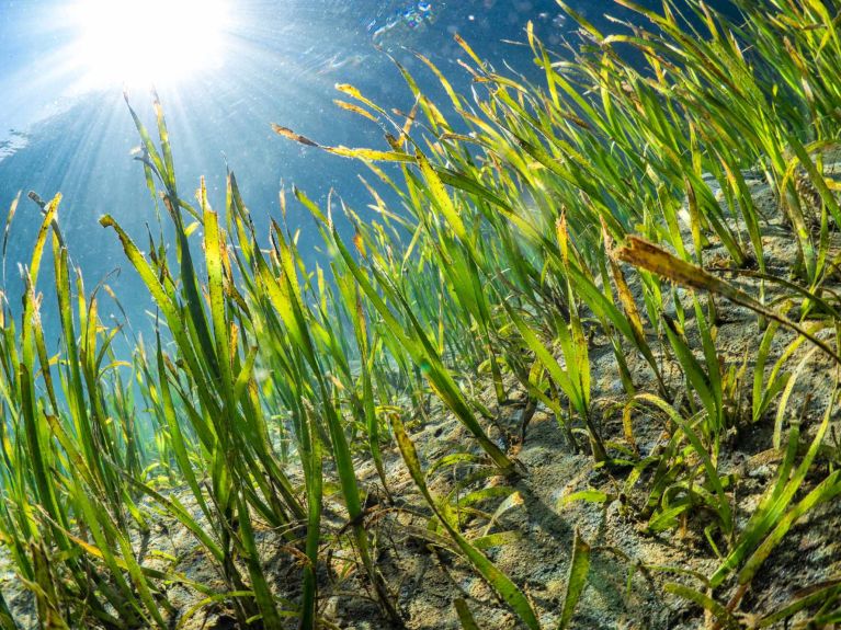 На севере Германии морские водоросли помогают бороться с повышением уровня моря.  