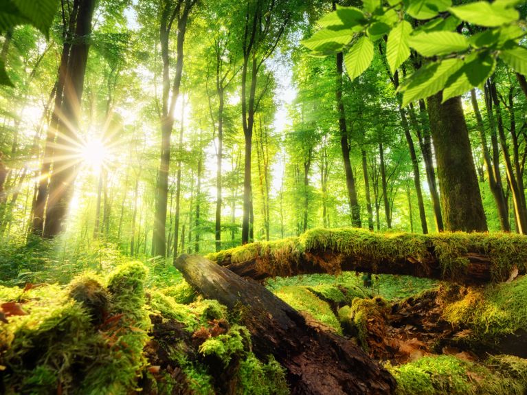 Der Wald ist Lebens- und Erholungsraum für Tier und Menschen