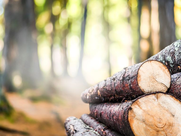 La forêt est un espace de vie pour la faune et de détente pour l’homme