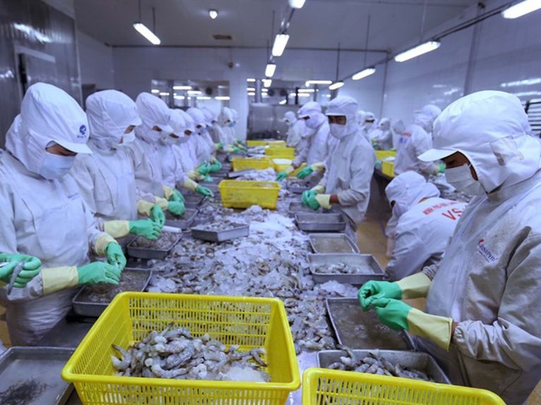 越南加工出口的虾。