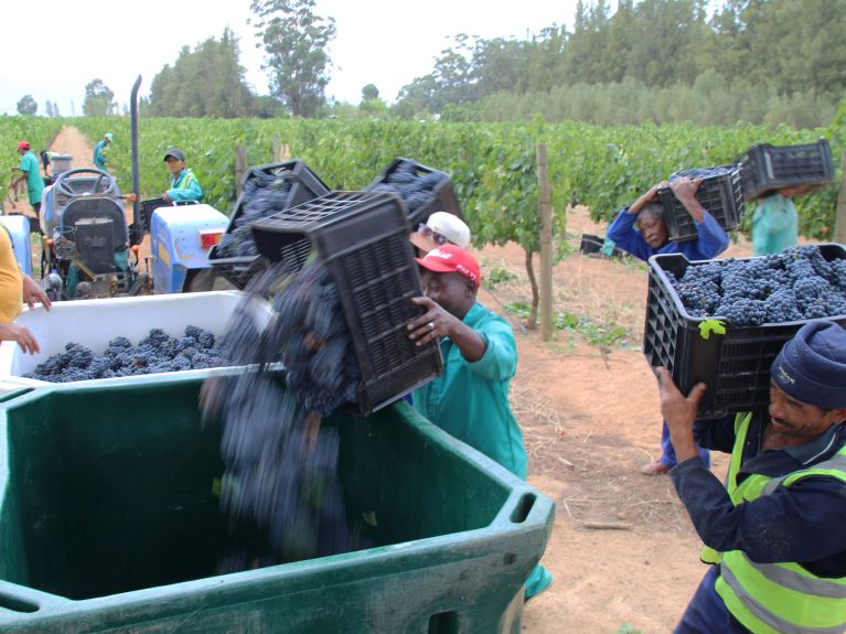 Colheita de uvas na província do Cabo Ocidental, na África do Sul