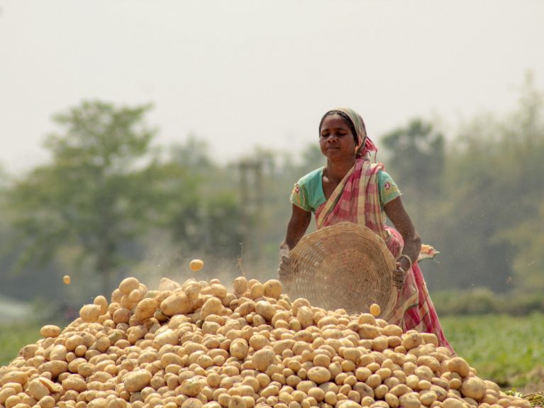 La récolte de pommes-de terre en Inde