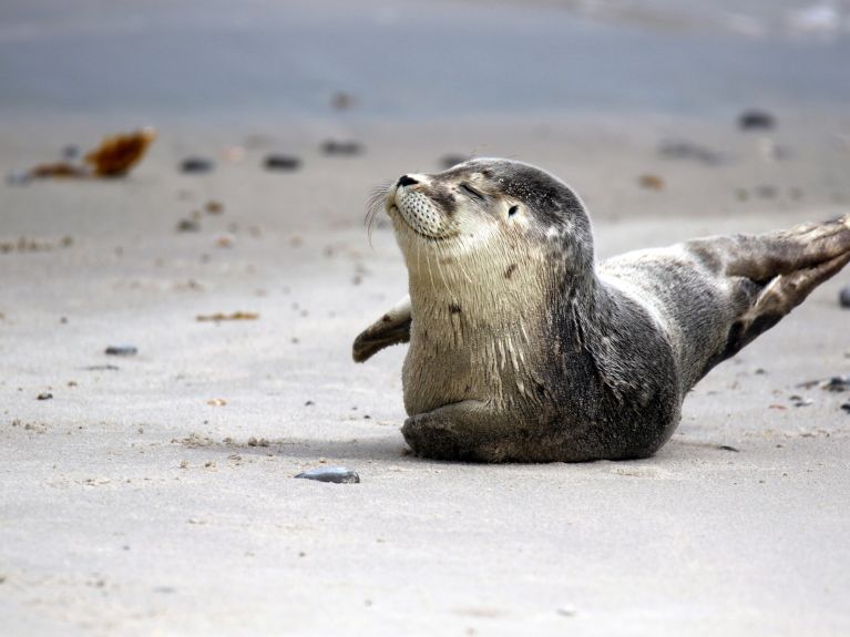 Un jeune phoque gris dans la réserve de Helgoland