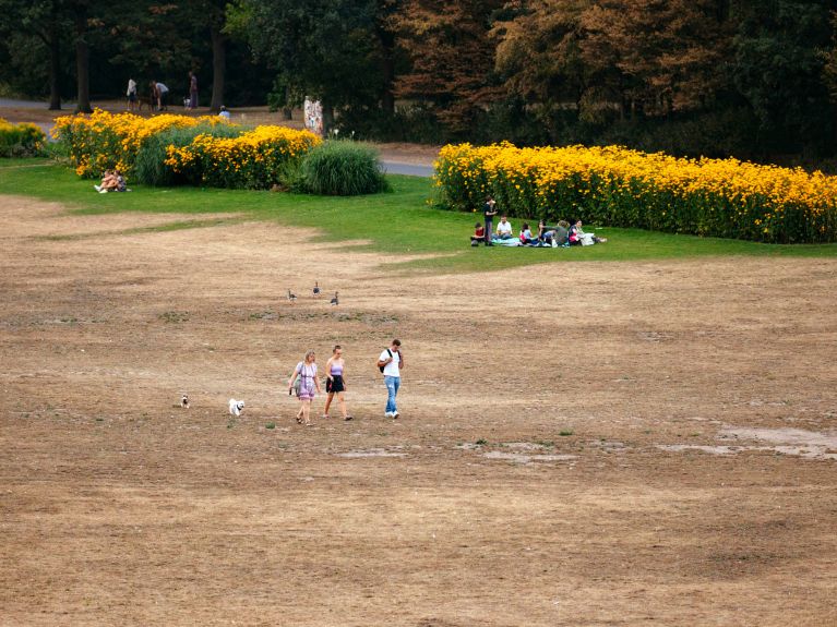 Wyschnięte tereny zalewowe Renu w Bonn latem w 2020 roku