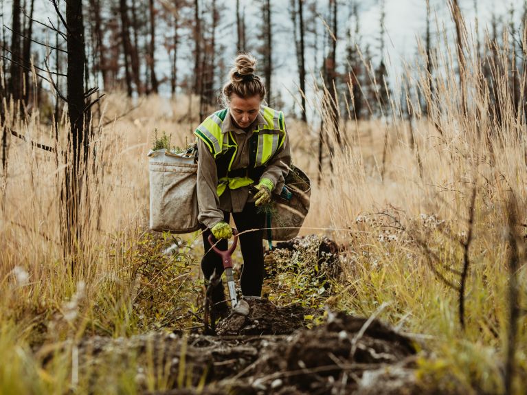 Student plants trees during an internship in the forest.