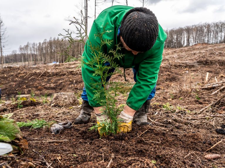 Reforestación con árboles que toleran calor