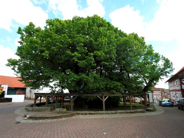 The village lime tree in Schenklengsfeld