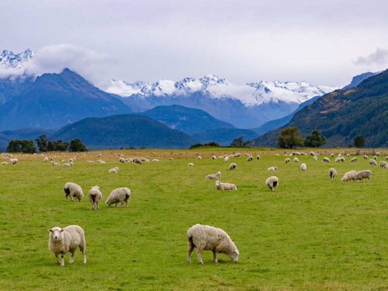 Rebanho de ovelhas na Nova Zelândia – Proteção climática e segurança alimentar 