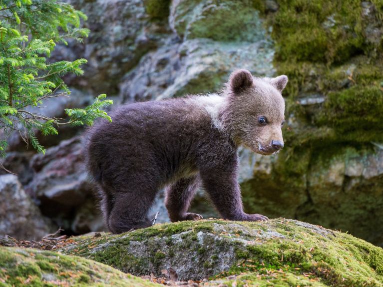 Biodiversity Biodiversity