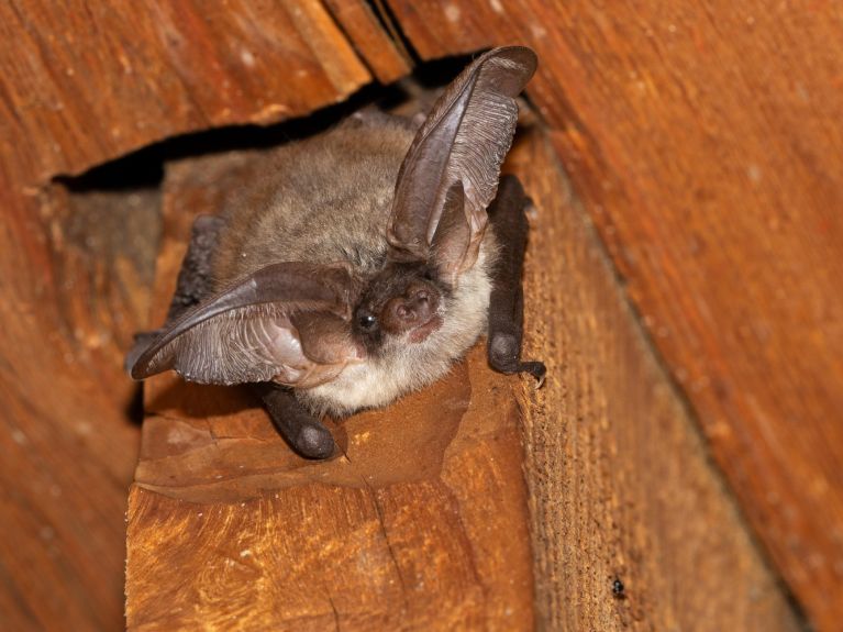 Une chauve-souris de l’espèce « Oreillard gris », dans une cave en Thuringe. 