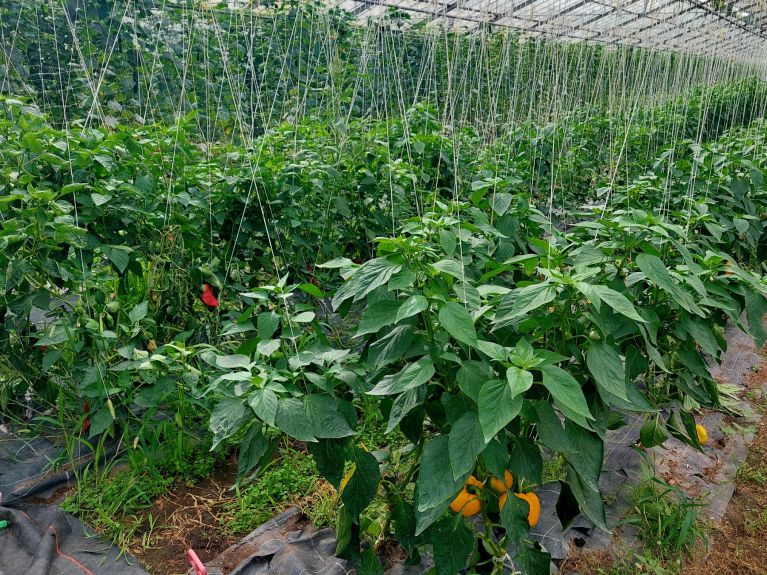Die Kooperative, kendi Cityfarm seralarında bölgesel organik sebzeler yetiştiriyor. Die Kooperative, kendi Cityfarm seralarında bölgesel organik sebzeler yetiştiriyor.