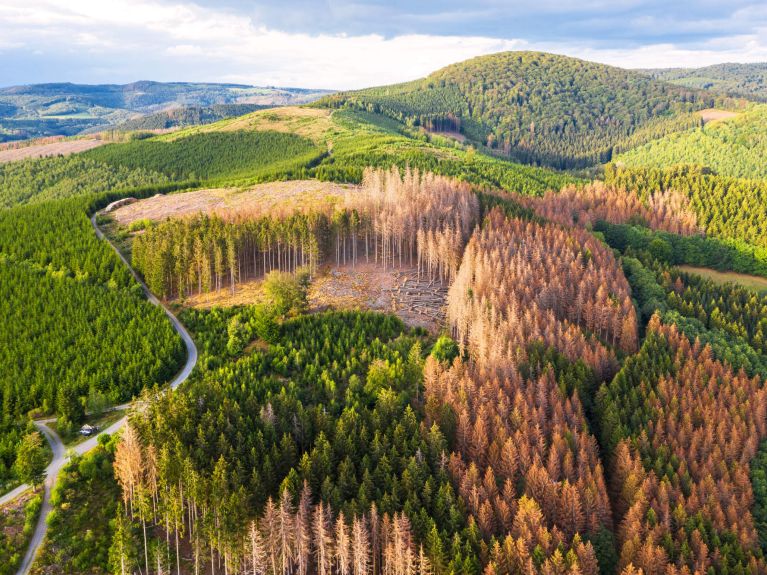 Aufgrund anhaltender Trockenheit sind vor allem Fichten anfällig für Schädlinge. 