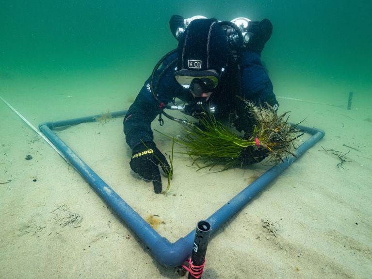 Um mergulhador do projeto SeaStore planta algas marinhas no Mar Báltico. 