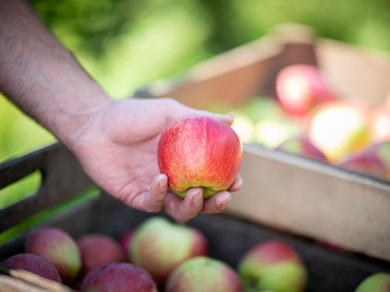 Wertvoll: Äpfel nach der Ernte