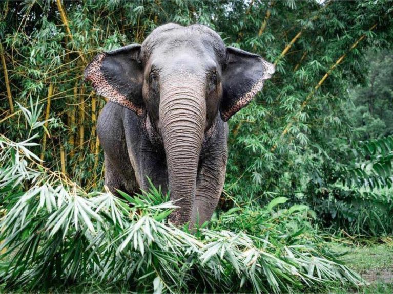 在泰国，该公司通过重新造林为大象创造栖息地。