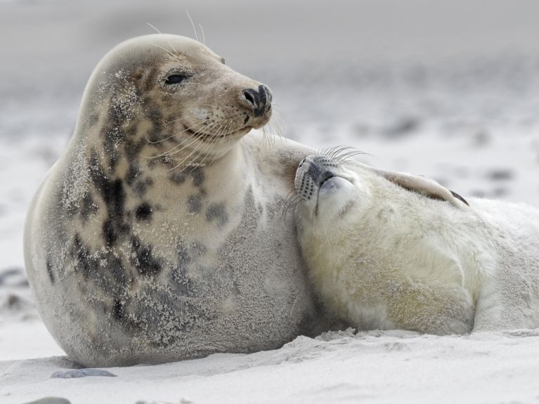 Helgoland’da ziyaretçiler yavru fokları gözlemleyebiliyor. Helgoland’da ziyaretçiler yavru fokları gözlemleyebiliyor.