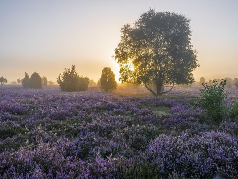 Deep groundwater here at the Lüneburg Heath contains high levels of lithium. Deep groundwater here at the Lüneburg Heath contains high levels of lithium.