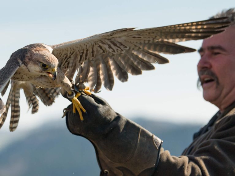 Falconry is inscribed on the UNESCO list of intangible cultural heritage. 