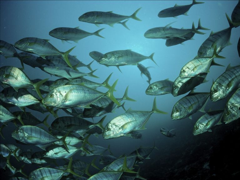 Mackerel provide the inspiration for innovative water filters. Mackerel provide the inspiration for innovative water filters.