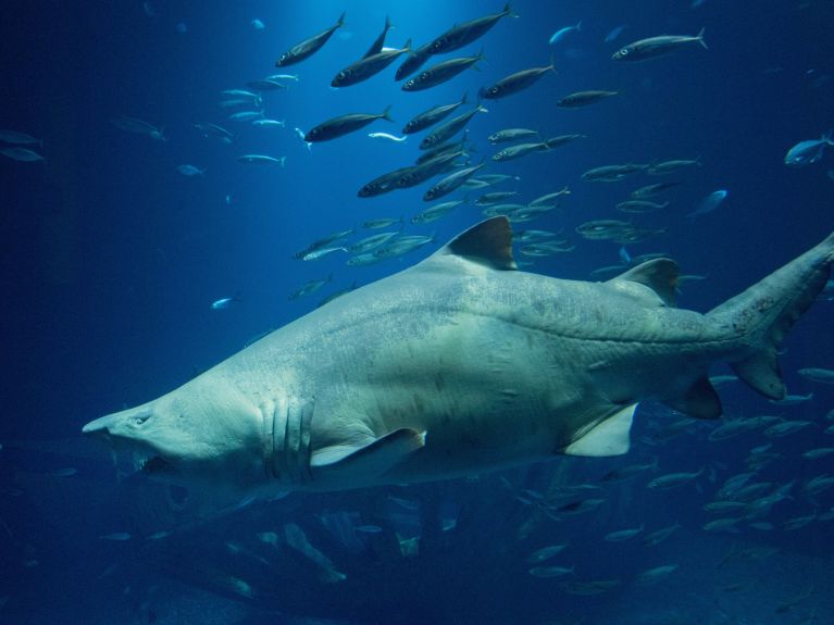 Sand tiger shark Niki in the “Open Atlantic” aquarium