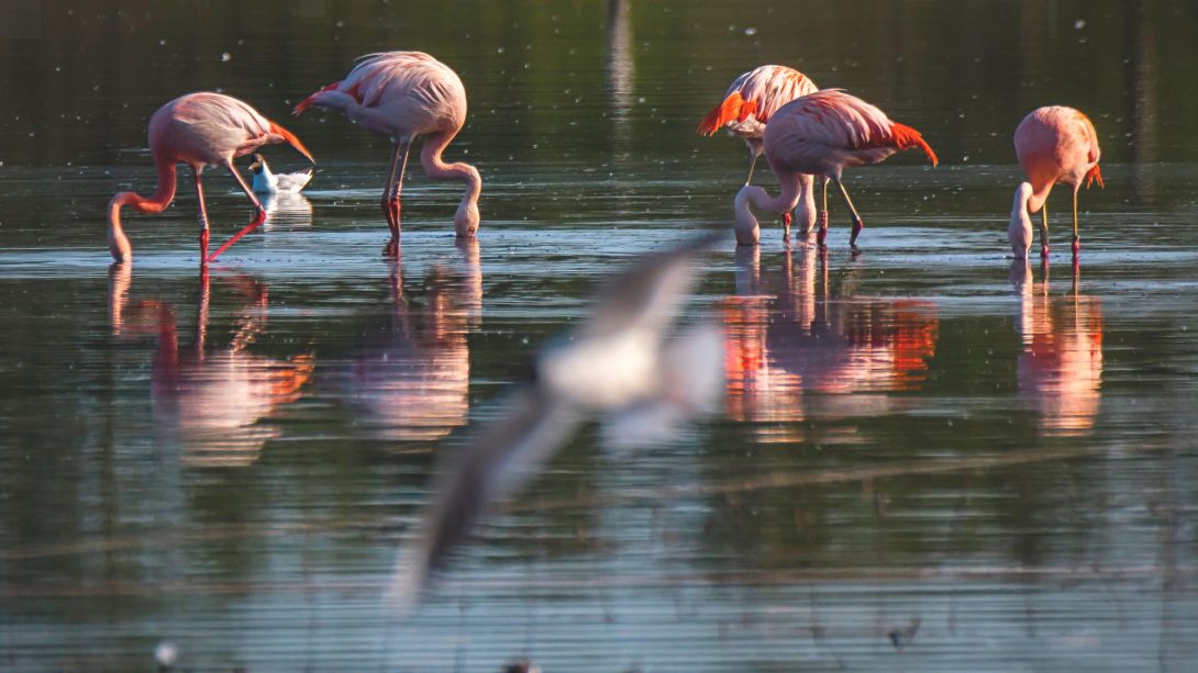 Fünf Flamingos in einem Teich
