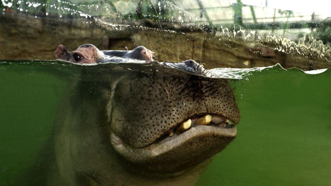Ein Flusspferd im Kölner Zoo. Die Art ist weltweit gefährdet.