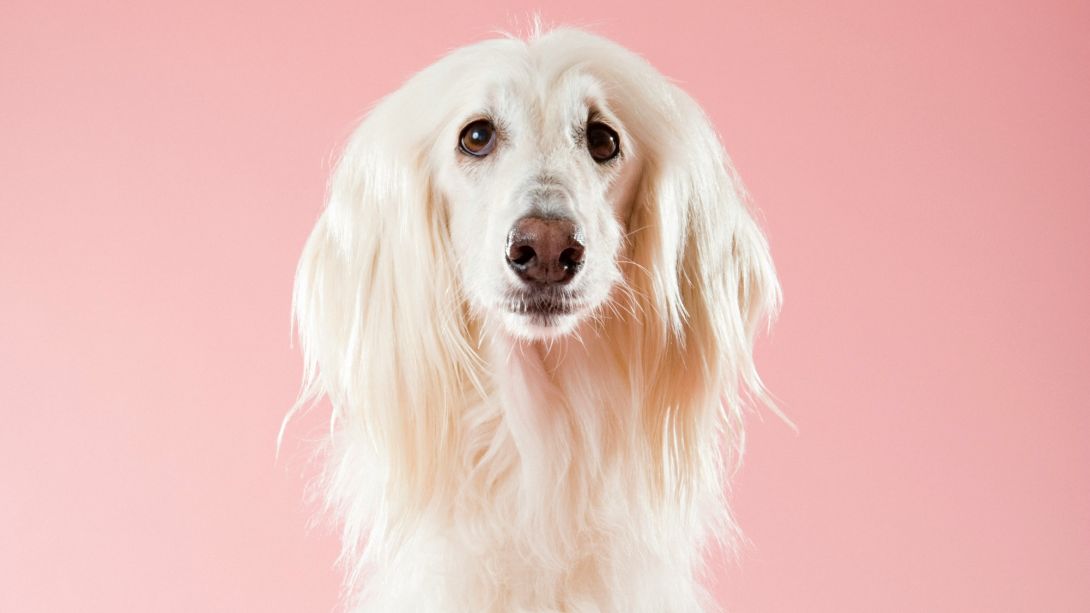 Ein weißer Hund.