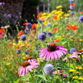 Garten Garten