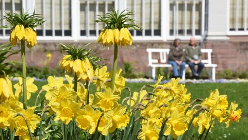 Narzissen und Kaiserkronen blühen in ihrer gelben Pracht vor dem Alten Gewächshaus im Bergpark Wilhelmshöhe in Kassel 