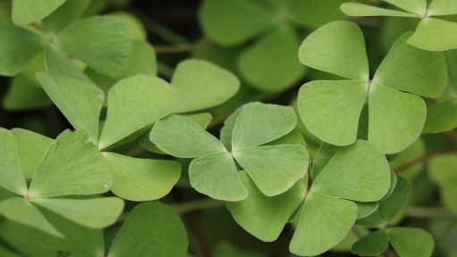 Vierblättrige Kleeblätter