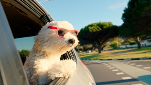 Ein weißer Hund mit roter Sonnenbrille lehnt sich aus einem Autofenster 