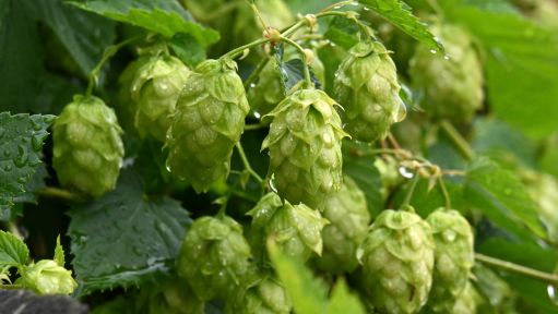 Regennasse Hopfenfrüchte fotografiert am Schloßberg unterhalb der Heidecksburg. 