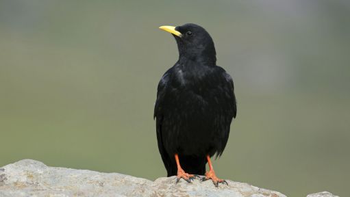 Schwarzer Vogel