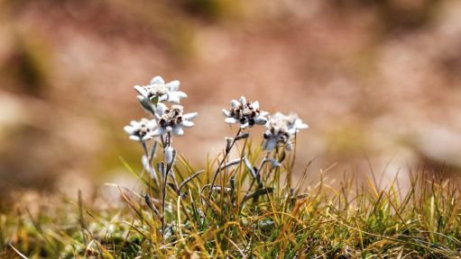 Weiße Blüte