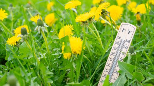 Ein Thermometer steht in einer Wiese mit Löwenzahn.