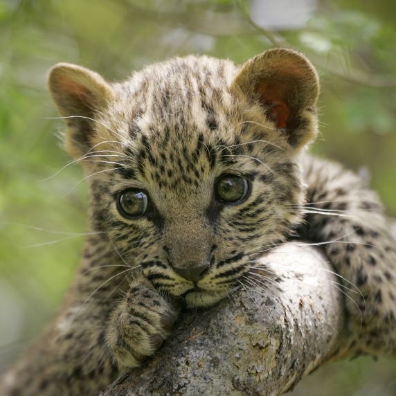 Auch ihm wird geholfen: Leopard in afrikanischem Nationalpark