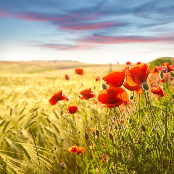 Schöne Randerscheinung: Mohnblumen am Kornfeld