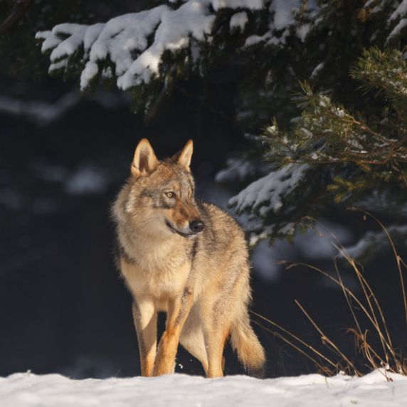 Eurasischer Grauwolf 
