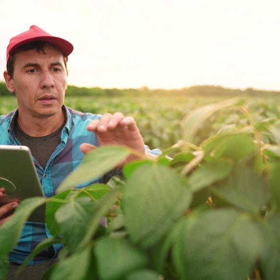 Farmer in einem Sojafeld