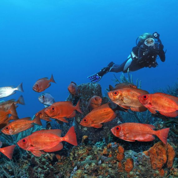 Korallenriff in der Karibik