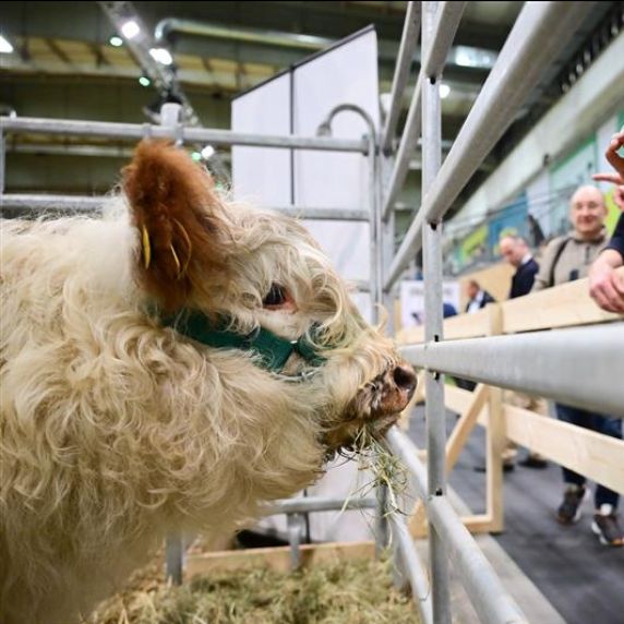 Bei der Grünen Woche gibt es auch zahlreiche Tiere zu sehen. 
