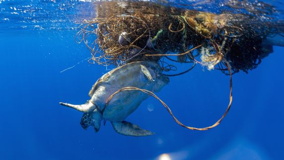 Plastikmüll gefährdet die maritime Tier- und Pflanzenwelt.