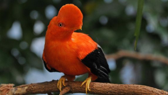 Der Rote Felsenhahn gehört zu den vielen Arten der Region Chocó in Ecuador.  