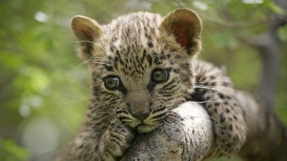 Auch ihm wird geholfen: Leopard in afrikanischem Nationalpark