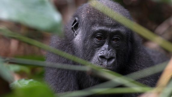 Gorilla im vom LLF unterstützten Odzala-Kokoua-Nationalpark. 