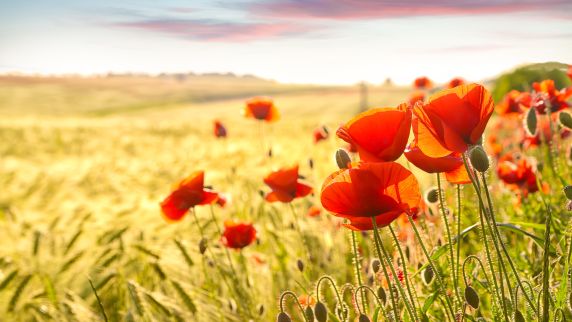 Schöne Randerscheinung: Mohnblumen am Kornfeld